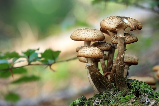 Boost Your Health Naturally with Mushroom Supplements