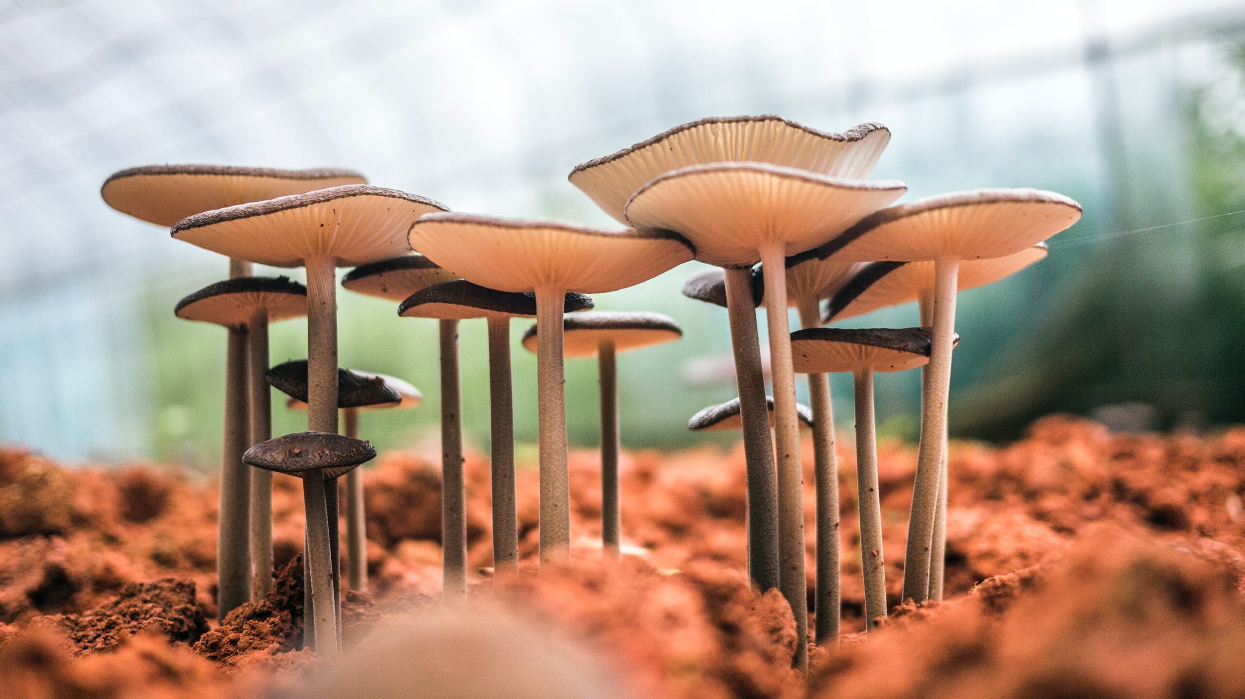 The Power of Mushroom Supplements: Everything You Need to Know